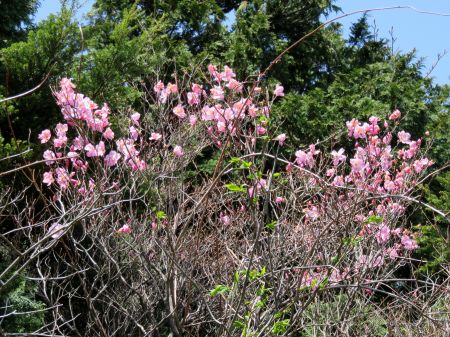 アケボノツツジ