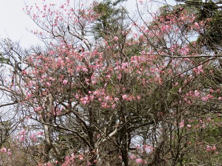 アケボノツツジ