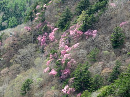 アケボノツツジ