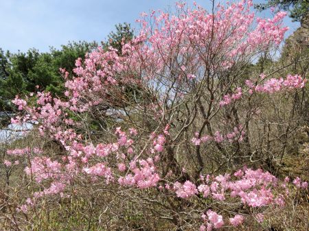 アケボノツツジ