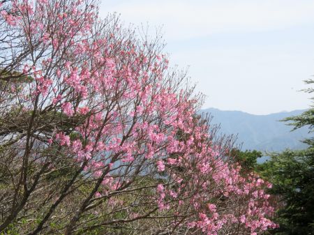 アケボノツツジ