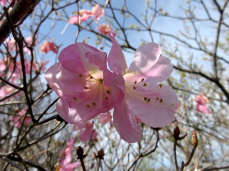 アケボノツツジ