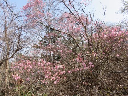 アケボノツツジ