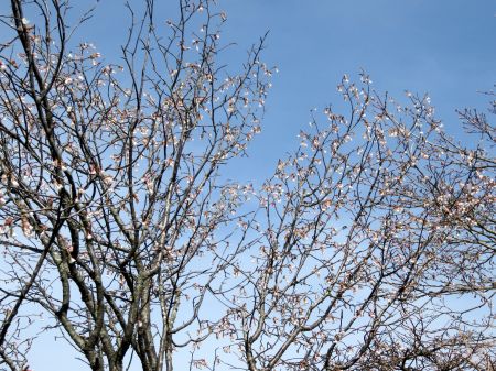 イシヅチザクラ