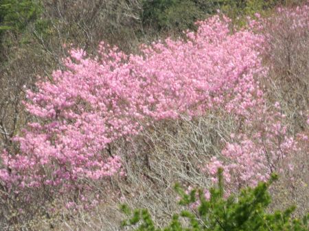 アケボノツツジ