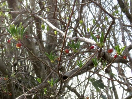 コヨウラクツツジ