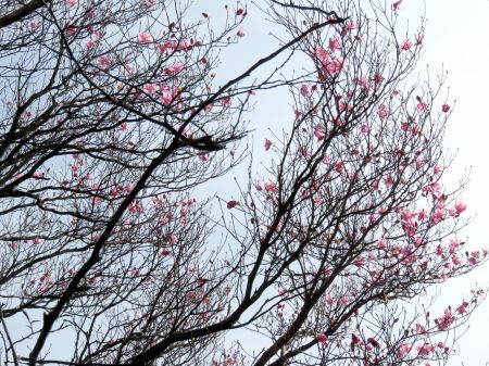 アケボノツツジ