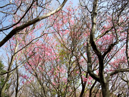 アケボノツツジ