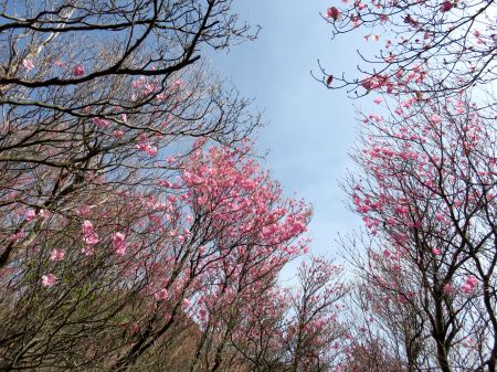 アケボノツツジ