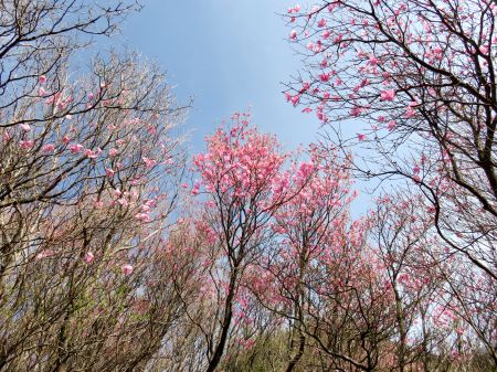 アケボノツツジ