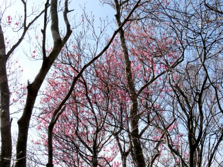 アケボノツツジ