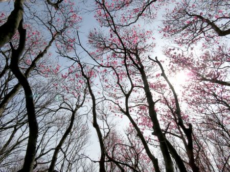 アケボノツツジ