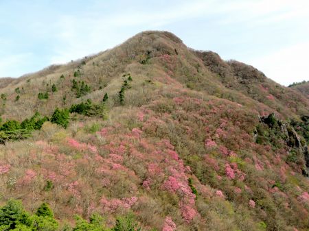 アケボノツツジ