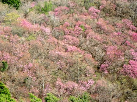 アケボノツツジ