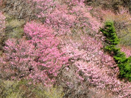 アケボノツツジ