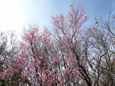 アケボノツツジ