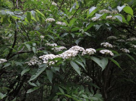 コバノガマズミ