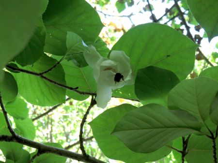 オオヤマレンゲ