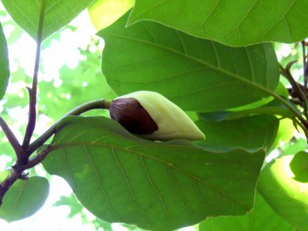 オオヤマレンゲ