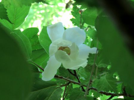 オオヤマレンゲ