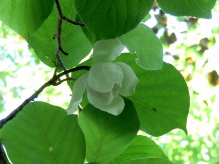 オオヤマレンゲ