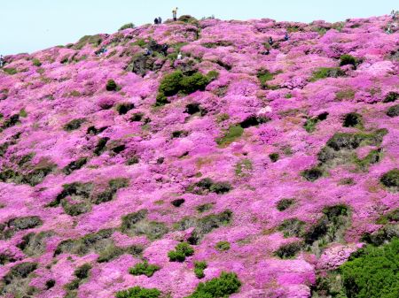 ミヤマキリシマ
