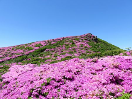 ミヤマキリシマ
