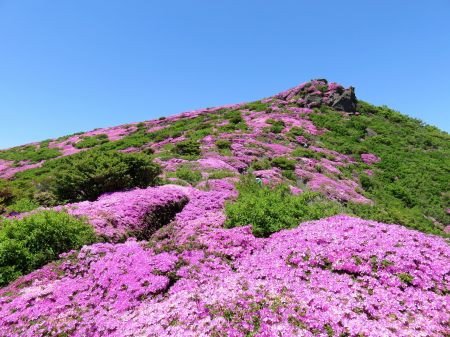 ミヤマキリシマ