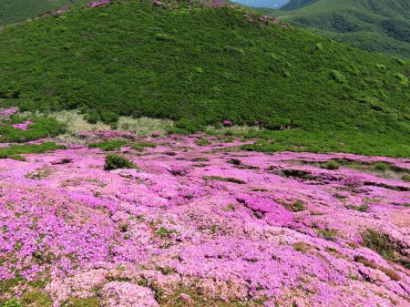 ミヤマキリシマ