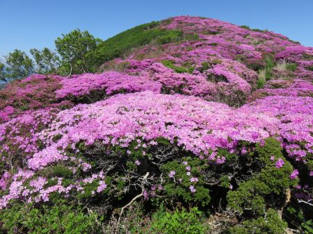 ミヤマキリシマ