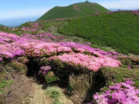 ミヤマキリシマ