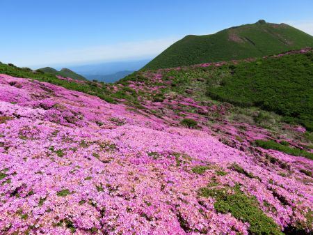 ミヤマキリシマ