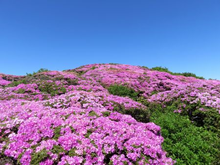 ミヤマキリシマ