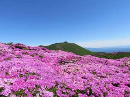 ミヤマキリシマ