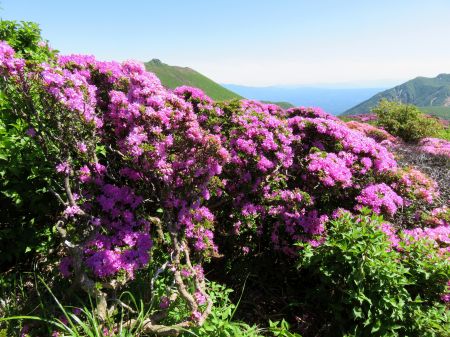 ミヤマキリシマ