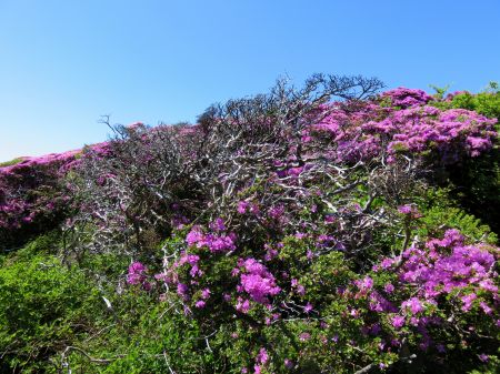 ミヤマキリシマ