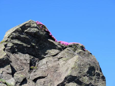 ミヤマキリシマ