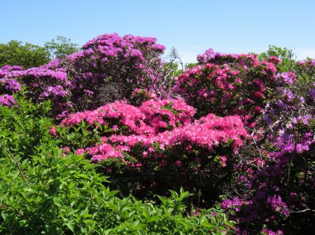 ミヤマキリシマ