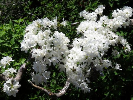 白いツツジ