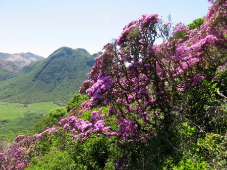 ミヤマキリシマ