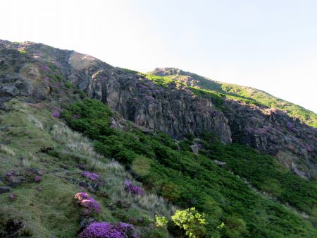 ミヤマキリシマ