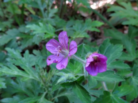 ゲンノショウコ