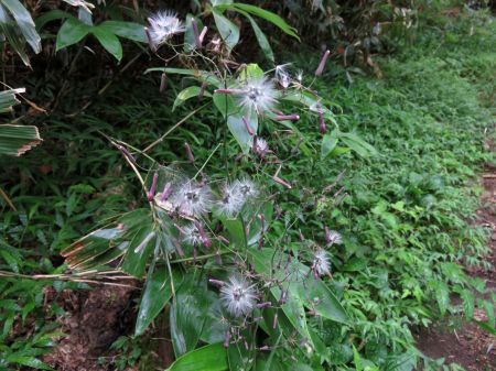 ムラサキニガナ