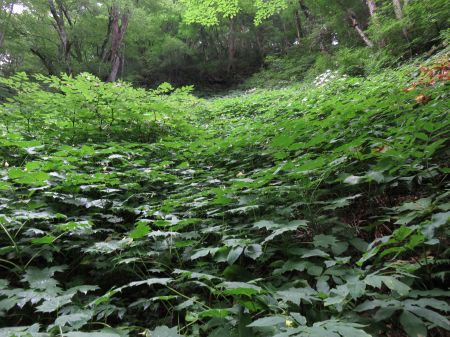 キレンゲショウマ