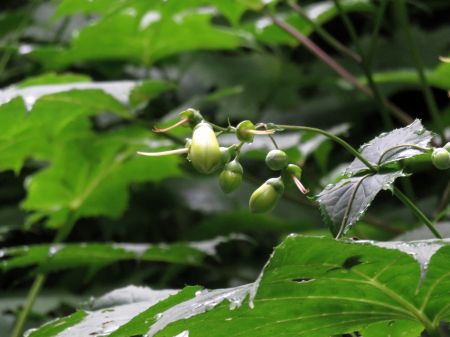 キレンゲショウマ