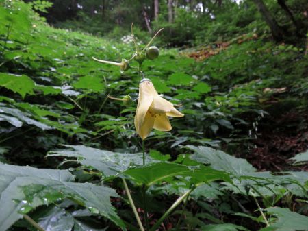 キレンゲショウマ