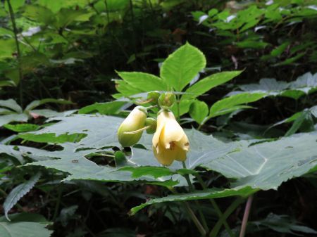 キレンゲショウマ