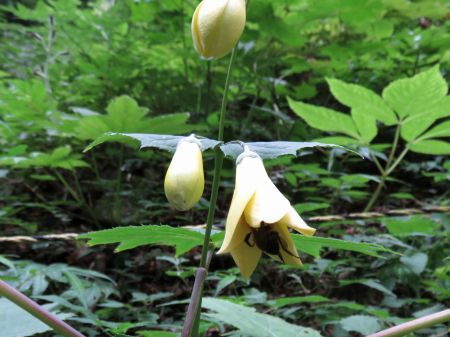 キレンゲショウマ