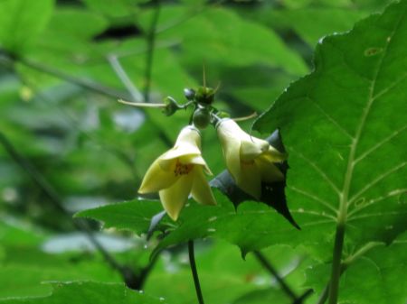 今年のキレンゲショウマ