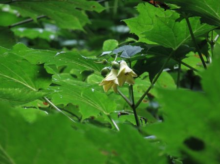 キレンゲショウマ